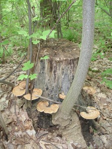 Stump with Mushrooms